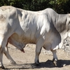 Brahman Bull