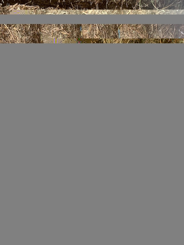 400mt Vetch Hay 8x4x3 Bales