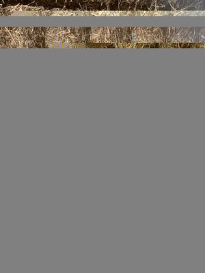 400mt Vetch Hay 8x4x3 Bales