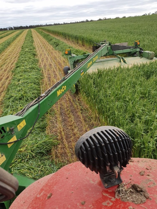 200mt Oaten Hay 650-700kg 8x4x3 Bales (Ready in 3-4 weeks)