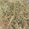 Vetch Hay