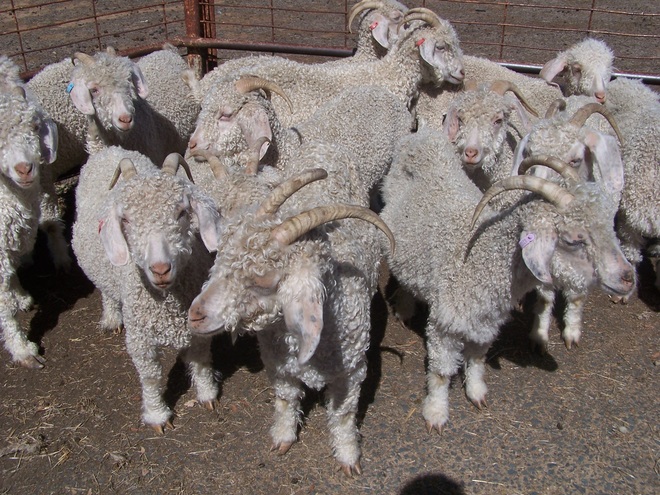 Angora herd dispersal