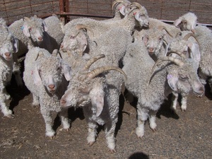 Angora herd dispersal