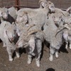 Angora herd dispersal