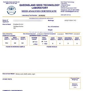 Sorghum Seed  SE 1  Sweet Sorghum