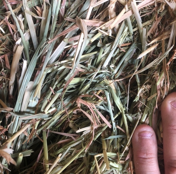 Oaten / Rye 100 Small square Bales - SOLD PER BALE