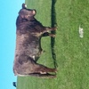 Shorthorn Bull - Spry bloodlines 