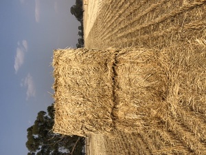 Wheat straw