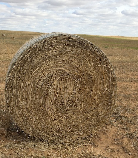 90 Barley & Rye Rolls