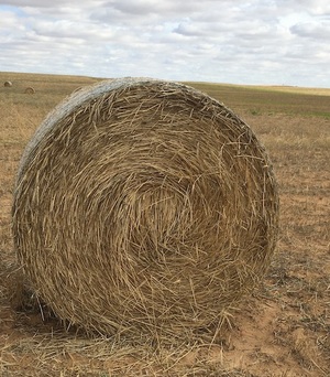 90 Barley & Rye Rolls