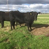 Registered Angus Bull For Sale