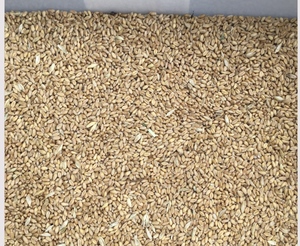 35mt Naparoo Organic Wheat 