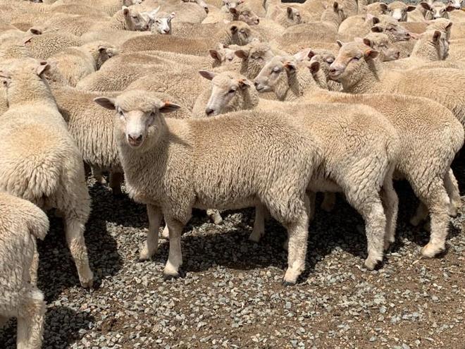 105 Poll Dorset x mixed sex lambs