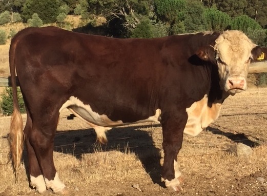 Poll Hereford Bulls