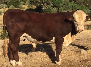 Poll Hereford Bulls