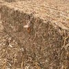 Corn Stubble in 8x4x3 Bales