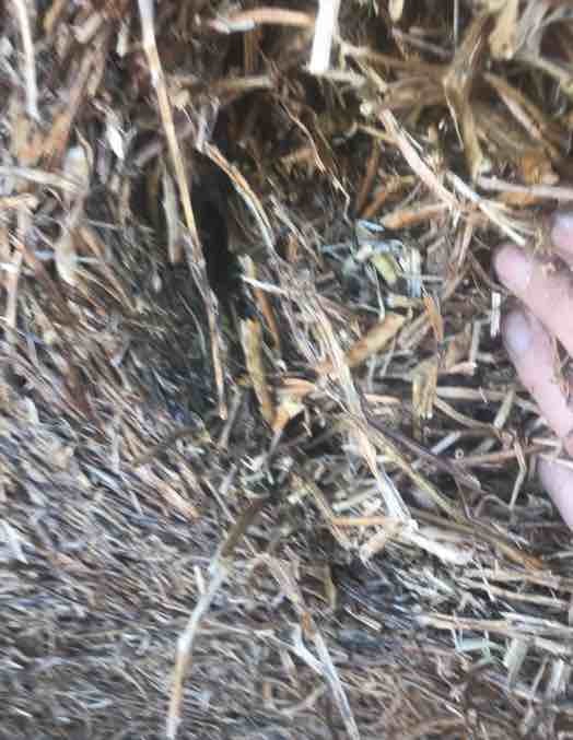 250 Rolls of 2016 Vetch Hay 