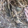 250 Rolls of 2016 Vetch Hay 
