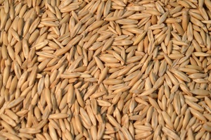OATS SEED WANTED