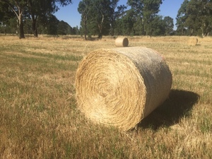 200 x Pasture Hay 4x4 Round Bales
