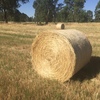 200 x Pasture Hay 4x4 Round Bales