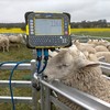 Border Leicester Rams for sale