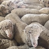 Superfine wool Merino ewes - shorn. Joining service available.