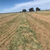 Shedded Barley Hay