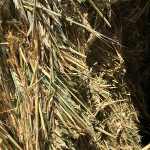 Wheaten Hay 