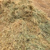 Oaten Hay 550kg 8x4x3 Bales (19/20 Season)