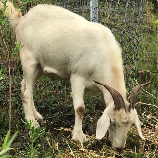 Boer cross goats