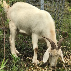 Boer cross goats