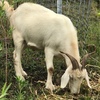 Boer cross goats