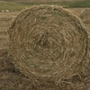 Oaten Hay Rolls