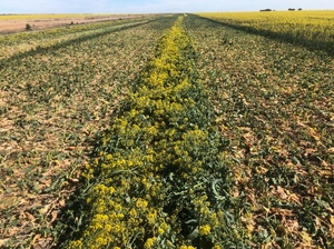 Canola Hay with feed test