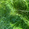 Premium Quality Irrigated Hay