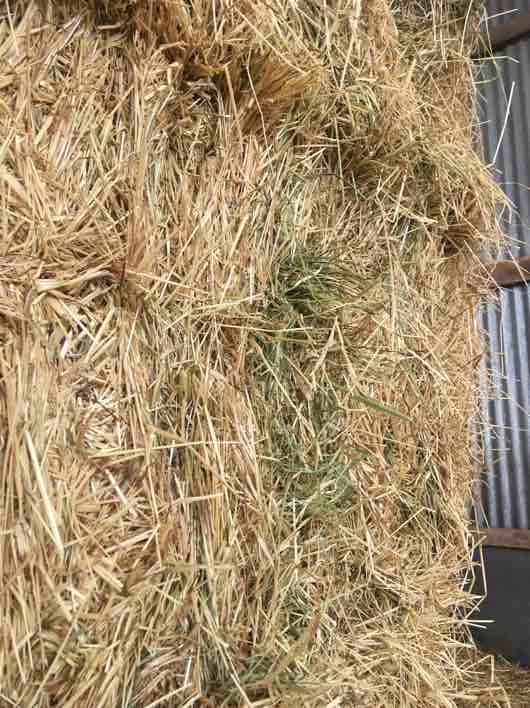 Pasture Hay in 8 String 8x4x3 Bales