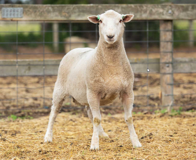 Under Auction - Lot 15 Highlander Ram 190104 (DLE Ram Auction A100- 10th Sept via Auctionsplus) 