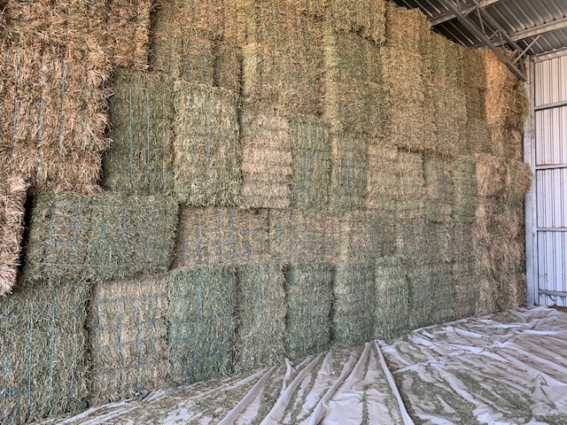  Lucerne Hay Small Square Bales in packs of 21 - approximately 1000 - Sold by the Bale