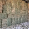  Lucerne Hay Small Square Bales in packs of 21 - approximately 1000 - Sold by the Bale