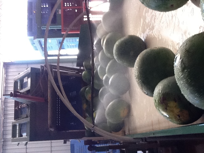 Melon Packing Line 
