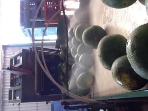 Melon Packing Line 
