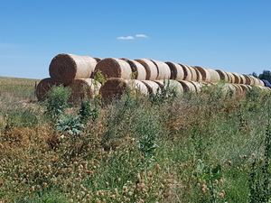 Prime Oaten Pasture Hay