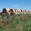 Prime Oaten Pasture Hay