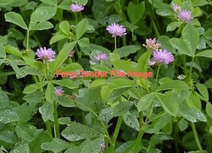 Persian Shaftal Clover Seed