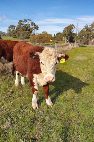 Hereford Steers x 2