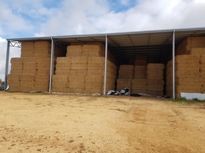 180mt Barley Straw 400-420kg 8x4x3 Bales