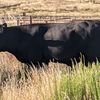 Angus Bull Sale