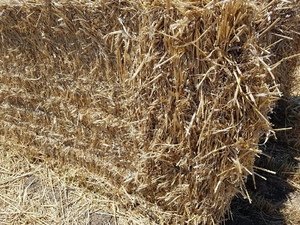 Wheaten Straw 8x4x3 - 300 x 420 KG Approx Bales