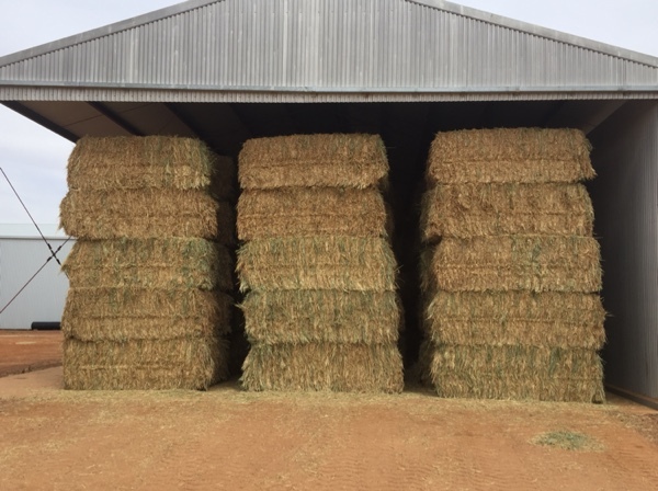 250t Wheaten hay